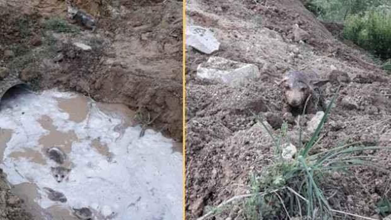 Su kanalından &ccedil;ıkan 10 kurt yavrusu şaşkına &ccedil;evirdi