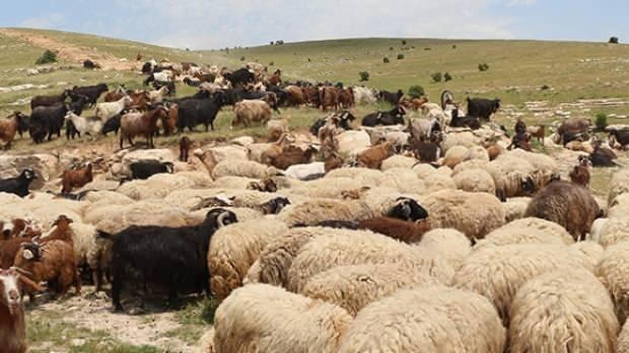 10 bin lira maaşla çalıştıracak çoban bulamıyorlar