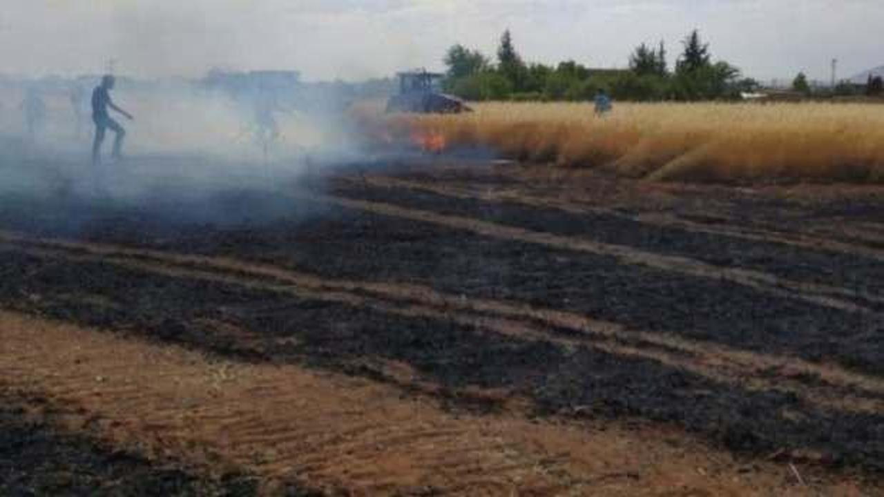 600 dönüm buğday ekili tarlayı ateşe verip kaçtılar