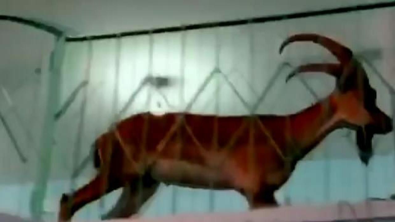 Dağ ke&ccedil;isi camiye girdi herkes şaşırdı