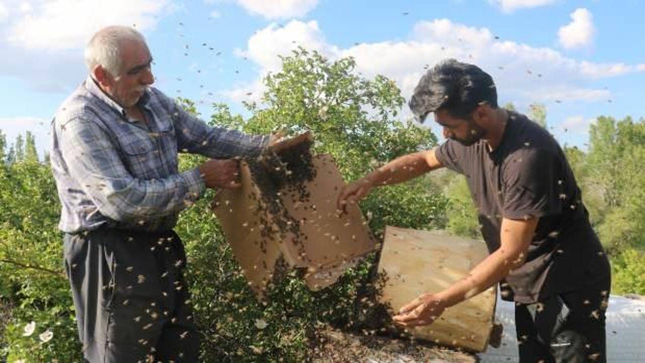 Dede ile torunun arılarla ilişkisi g&ouml;renleri şaşkına &ccedil;eviriyor