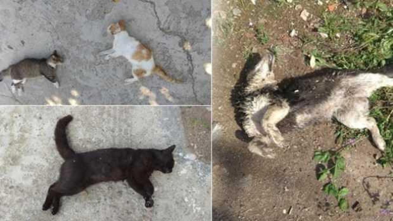 İl&ccedil;e ayağa kalktı! Hayvan katliamı