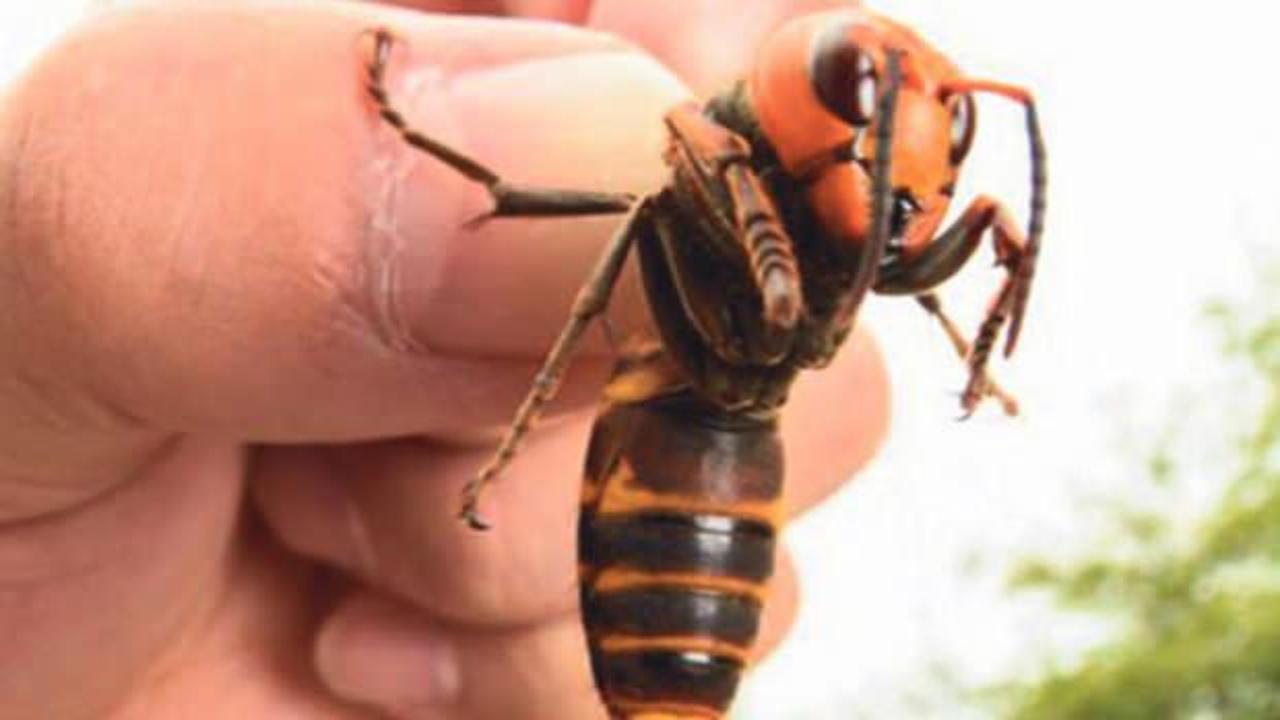 Katil arı ile mücadele devam ediyor