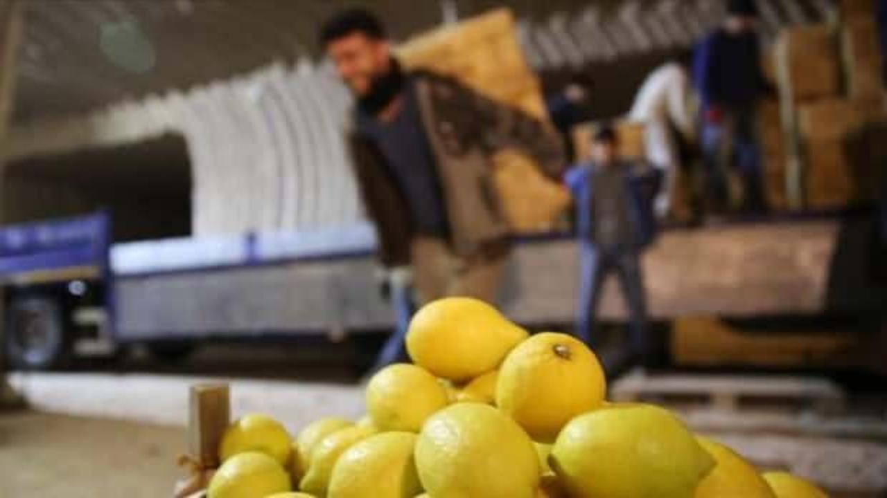Korona sürecinde limon fidanı satışları patladı
