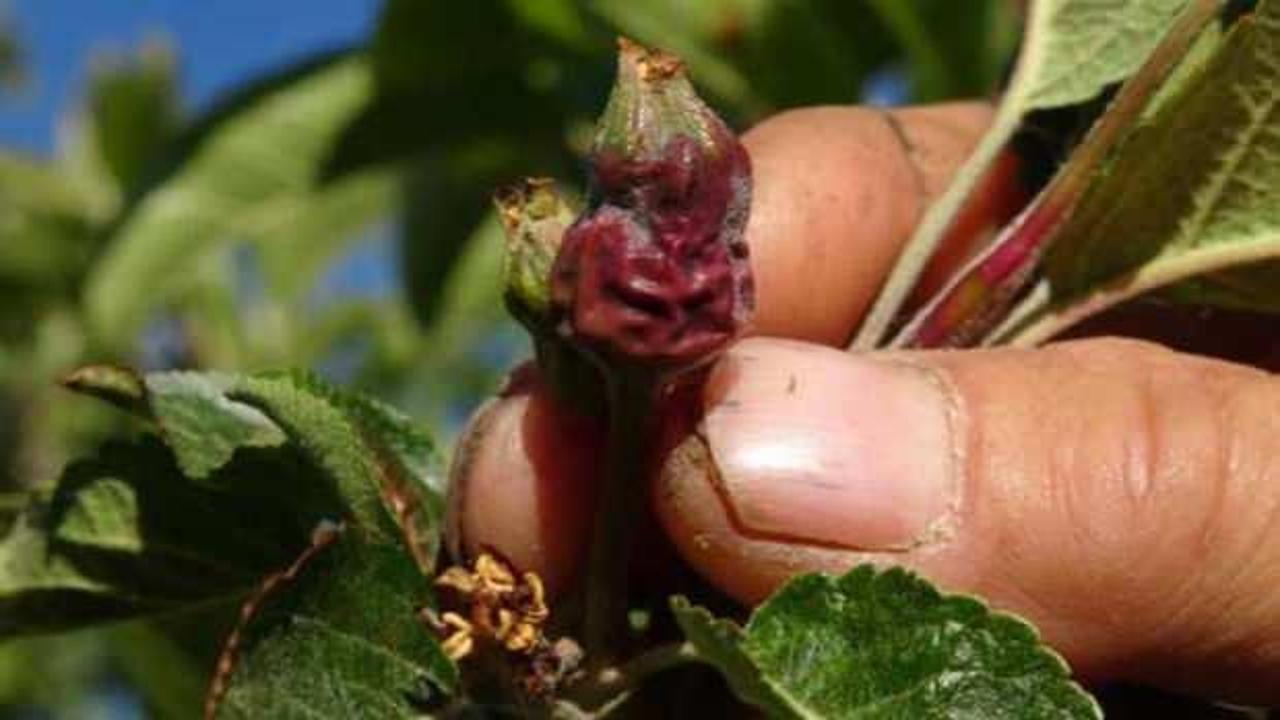 Mersin'de sıcaklıklar ani düşünce meyve bahçeleri zarar gördü