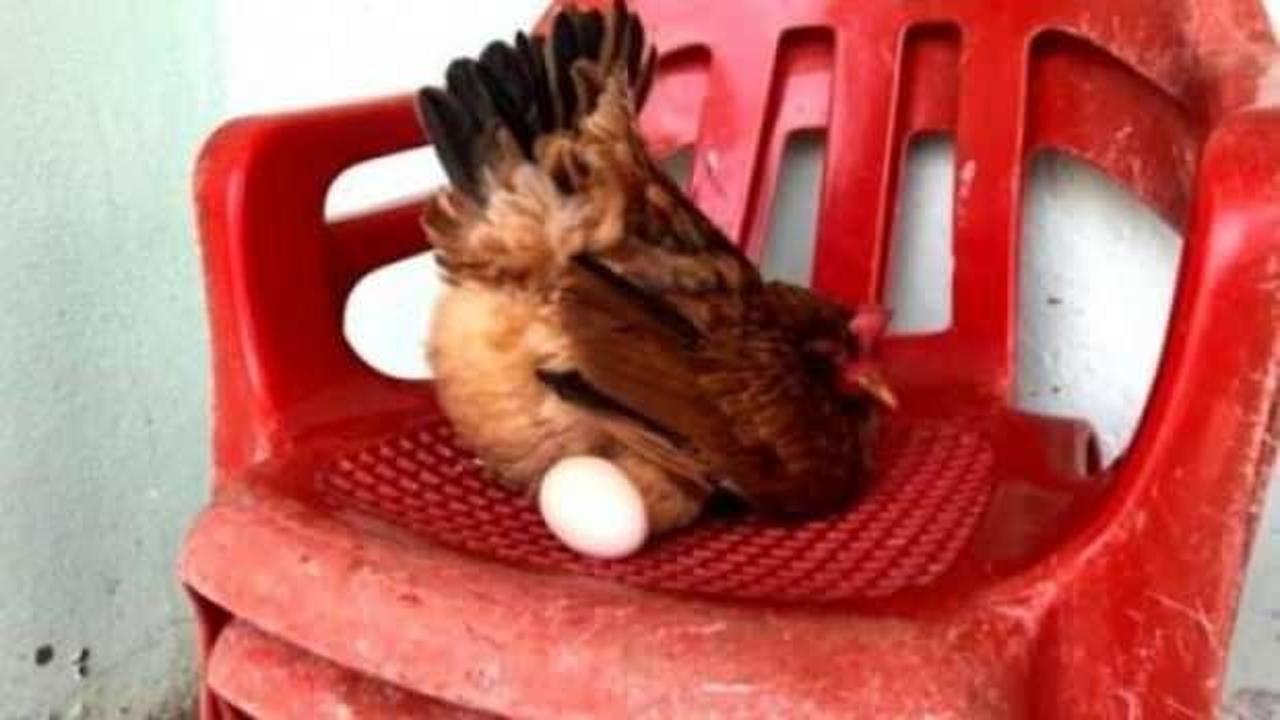 Sosyete Tavuk sandalyeden başka yerde yumurtlamıyor