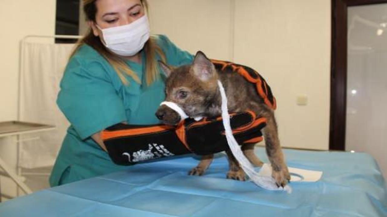 Yavru kurdu &ccedil;oban k&ouml;peğinin ağzından aldı