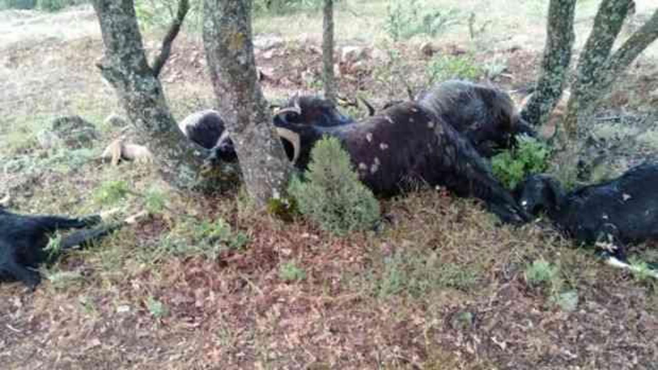 Yıldırım d&uuml;şmesi sonucu 8 k&uuml;&ccedil;&uuml;kbaş hayvanlar telef oldu!