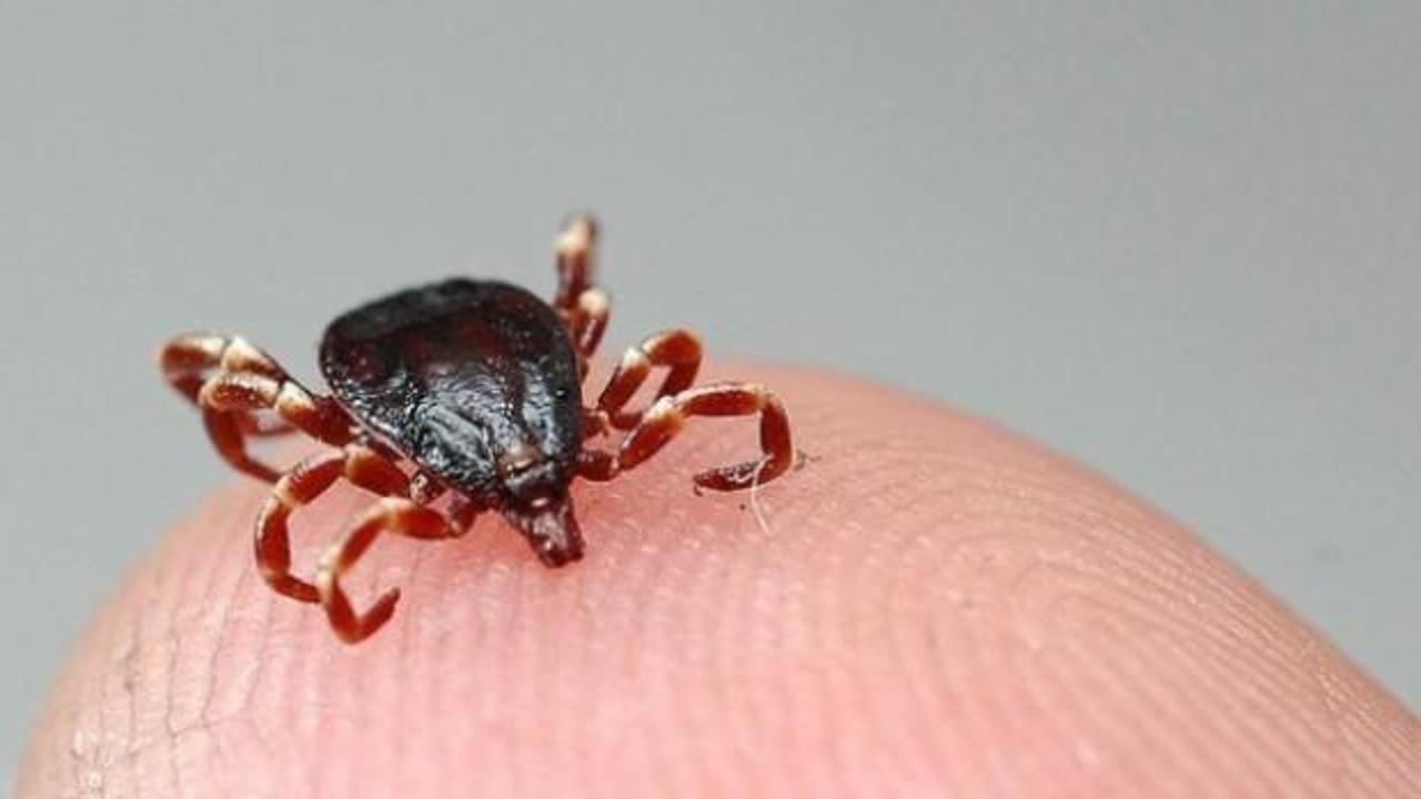 Nijerya'da Lassa ateşinden 22 kişi öldü