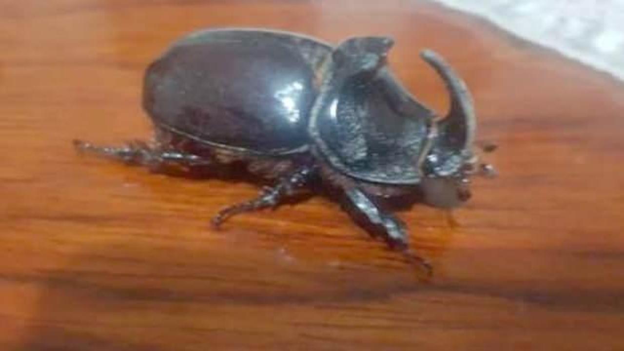 Balkonunda gergedan böceği buldu