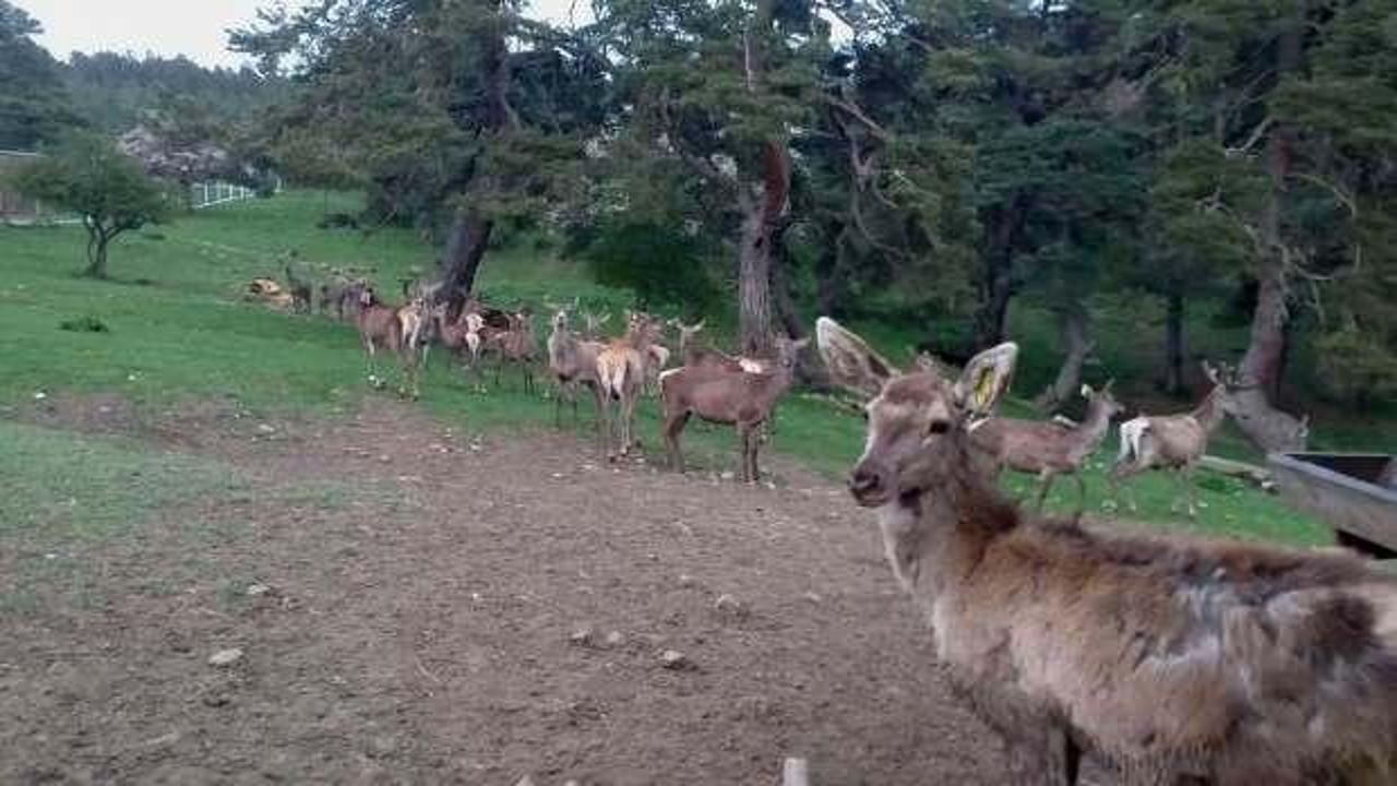 Bir &ccedil;ift geyik 75 geyik tane oldu