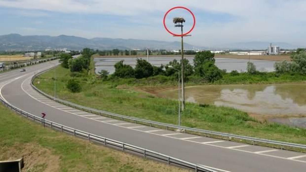 Bu leyleklerin fotoğrafını çekmek için araçlarını durduruyorlar