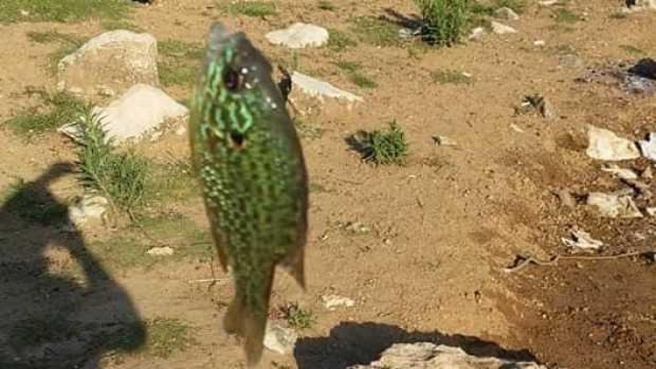 Bursa’da gölette yakalanan 'güneş balığı' şaşkına çevirdi