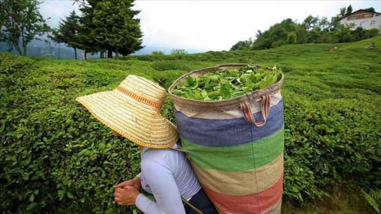 Çaykur 203 bin ton yaş çay alımı gerçekleştirdi