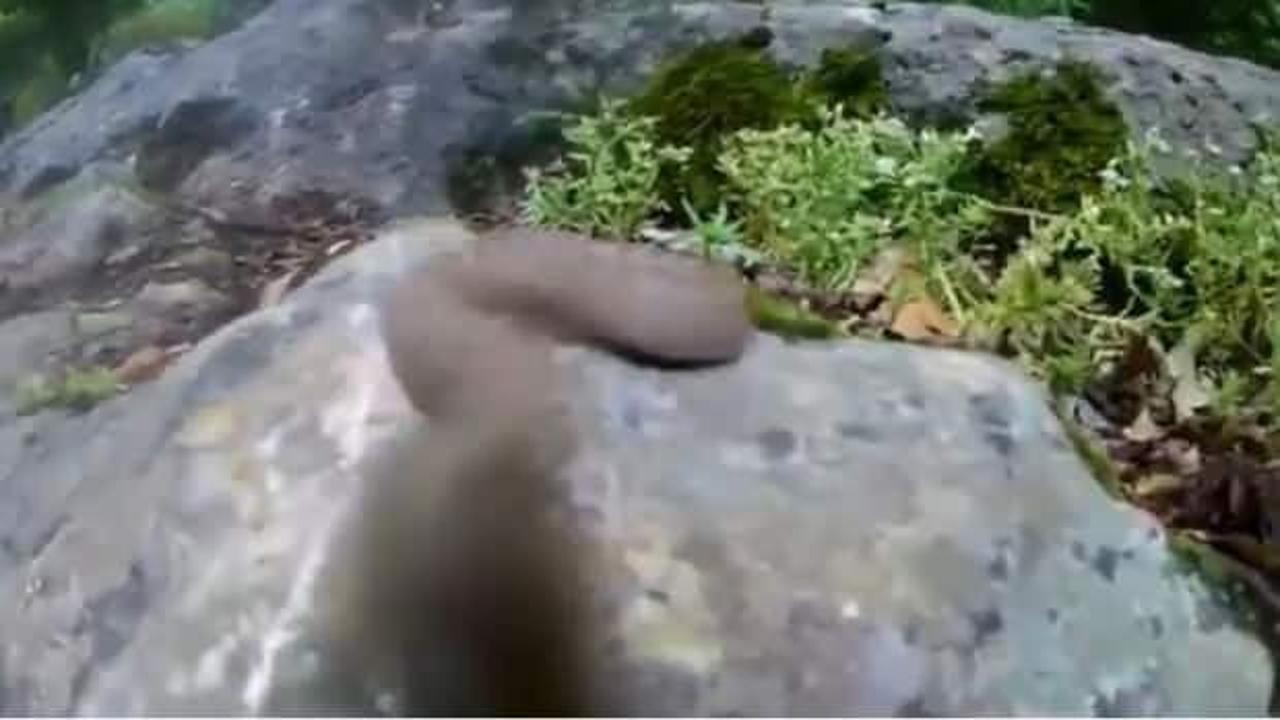 Çekim yaparken yılanının saldırısını kameraya kaydetti