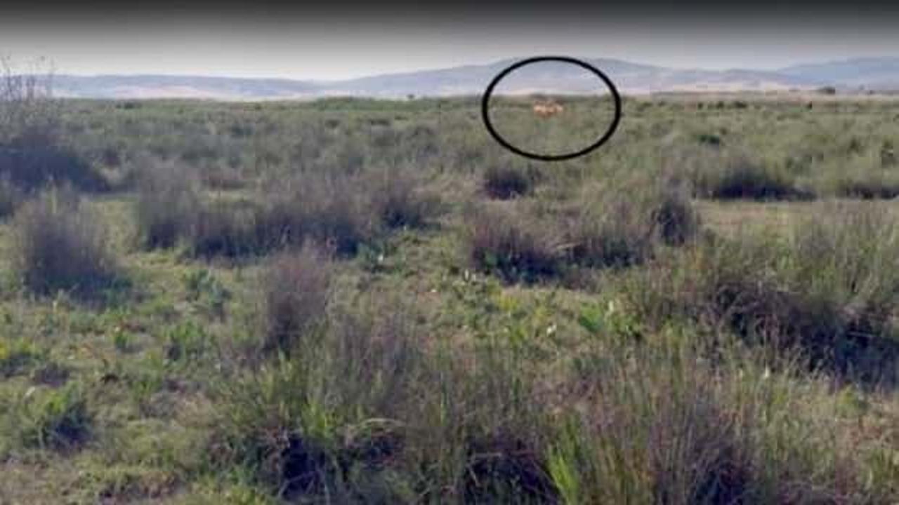 &Ccedil;orum'u karıştıran iddia! İnekleri kaybolan k&ouml;yl&uuml; g&ouml;rd&uuml;