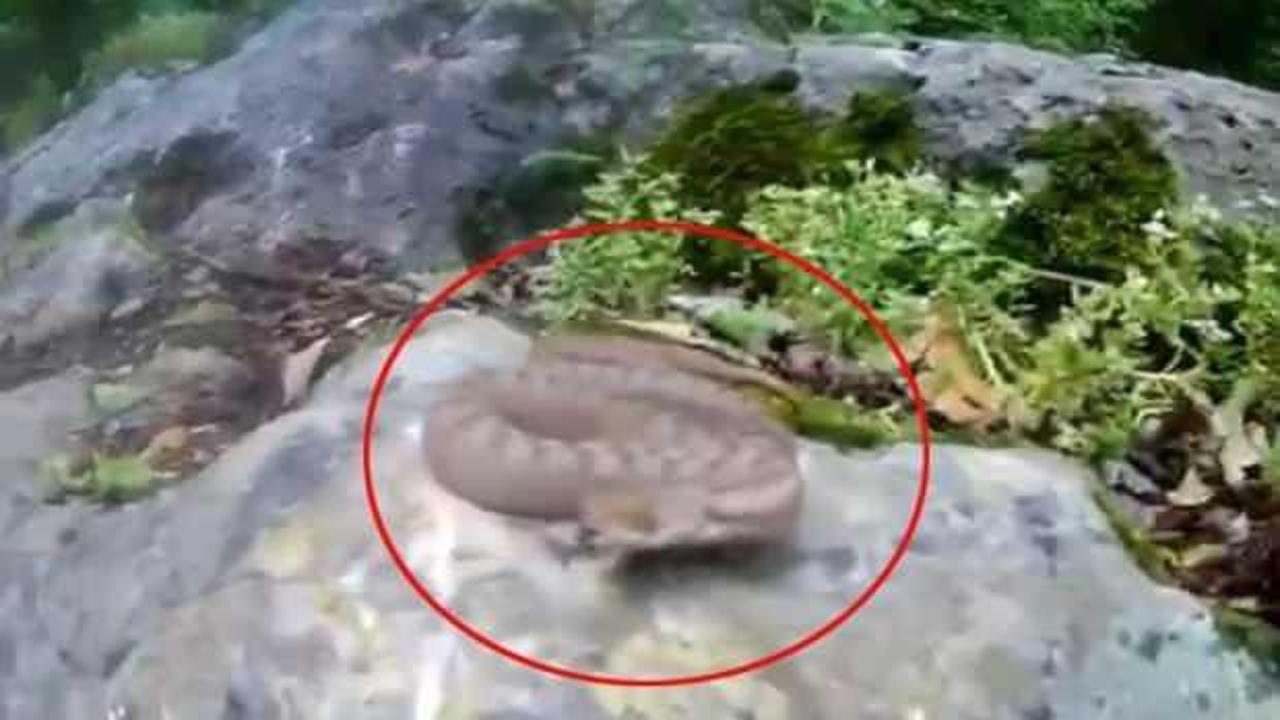 Doğada çekim yapan vatandaşa, Türkiye'nin en zehirli yılan türü saldırdı