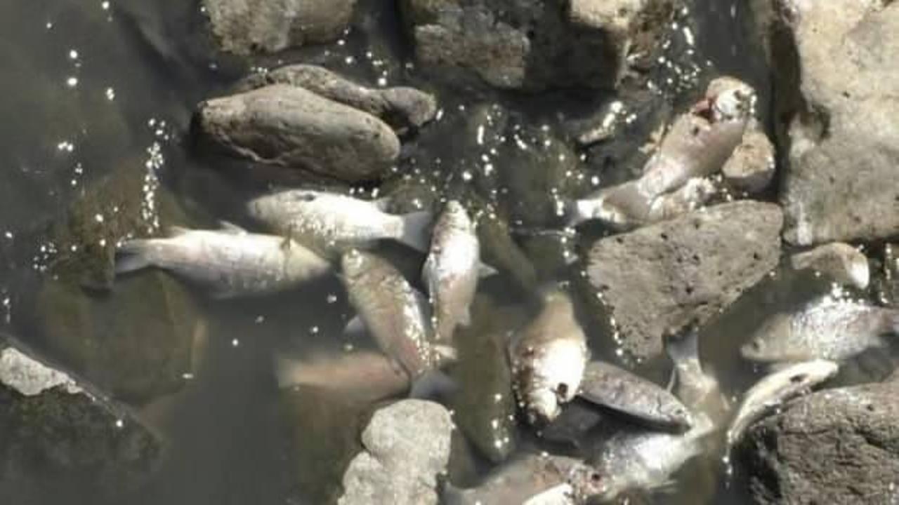 Kars’taki toplu balık ölümleri korkuttu