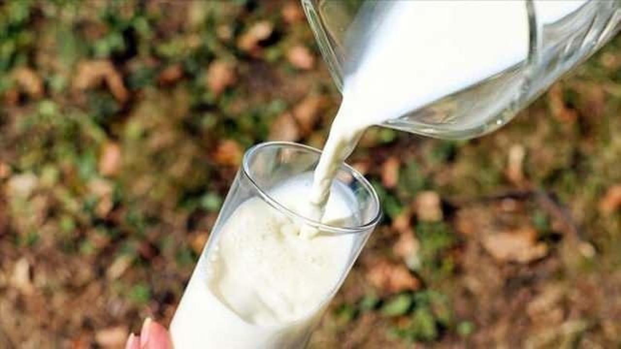 Toplanan inek sütü miktarı yüzde 3 arttı