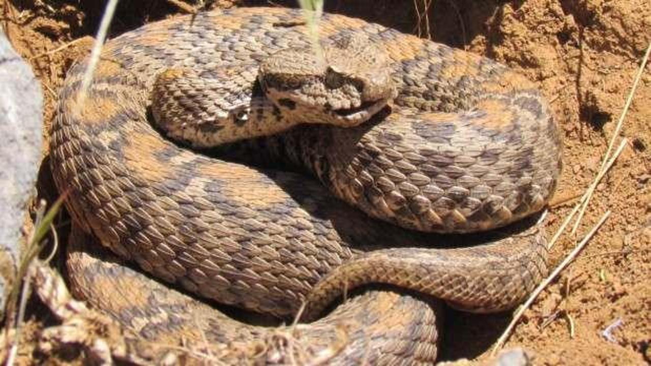 Tunceli'de g&ouml;r&uuml;ld&uuml;! Wagner engereği