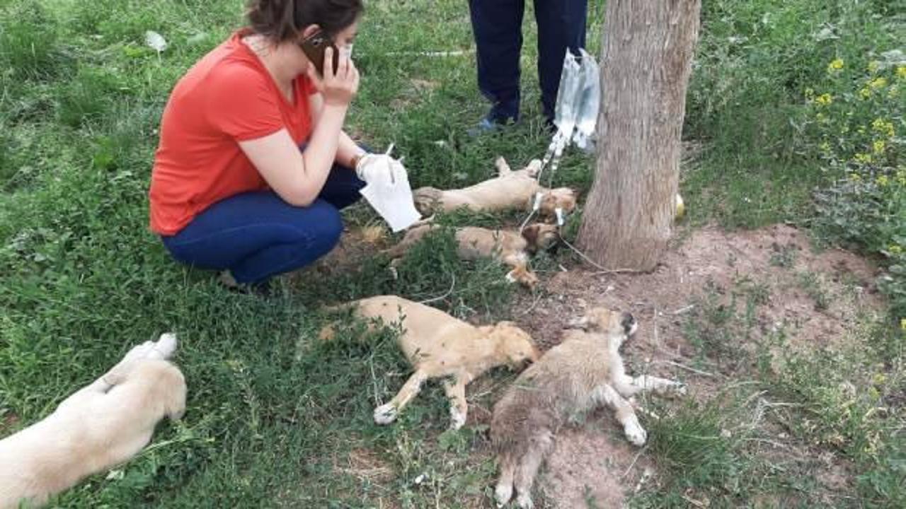 Y&uuml;rekli burkan g&ouml;r&uuml;nt&uuml;; 5 yavru k&ouml;pek &ouml;lmek &uuml;zereyken bulundu