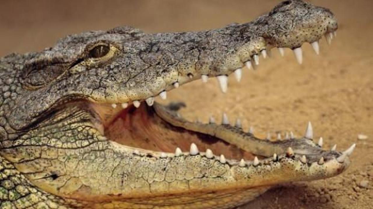 10 yeni timsah yavrusu bekleniyor