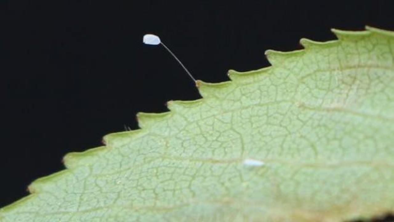 &Ccedil;anakkale'de g&ouml;r&uuml;ld&uuml;! 3 bin yılda bir a&ccedil;ıyor