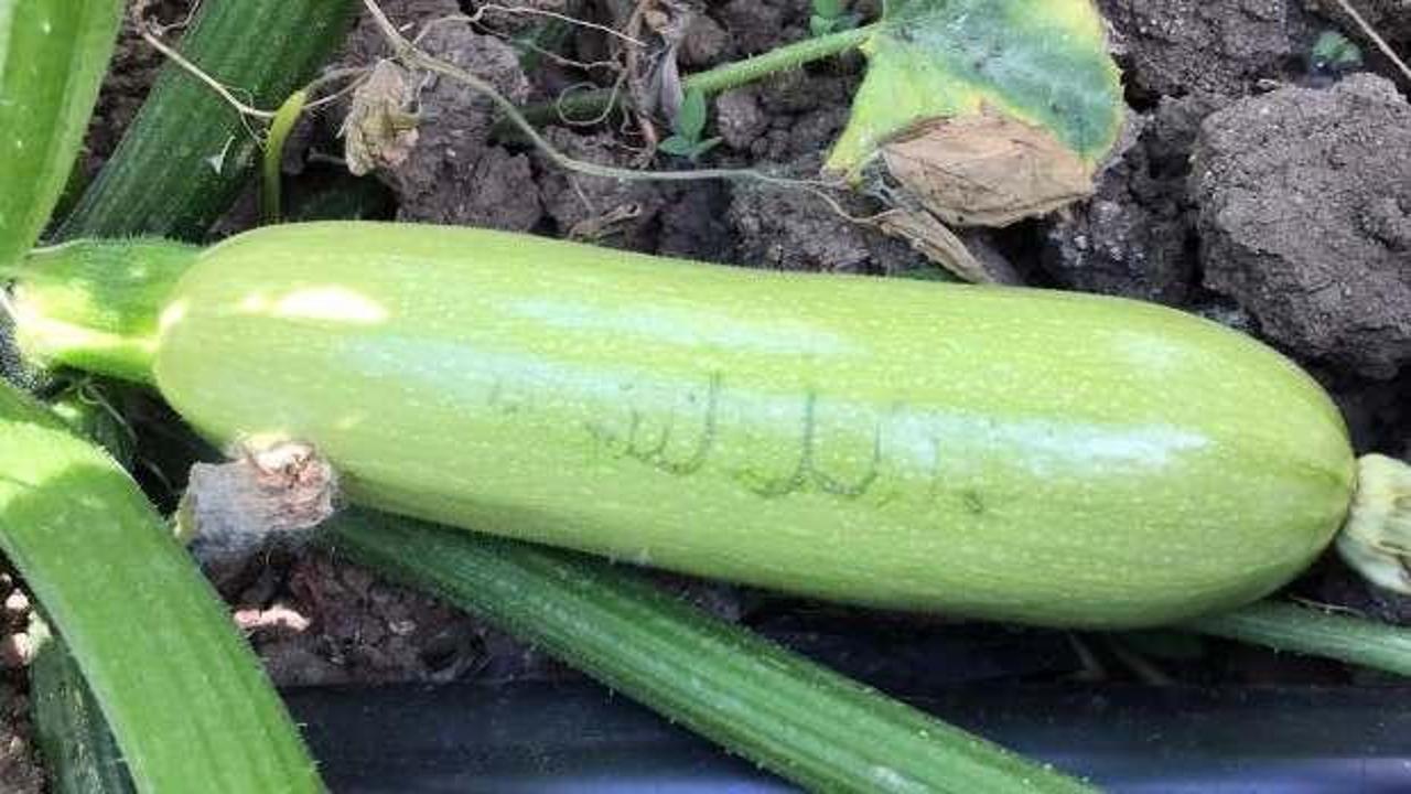 Kabağın &uuml;zerinde Allah lafzı! G&ouml;ren g&ouml;zlerine inanamadı