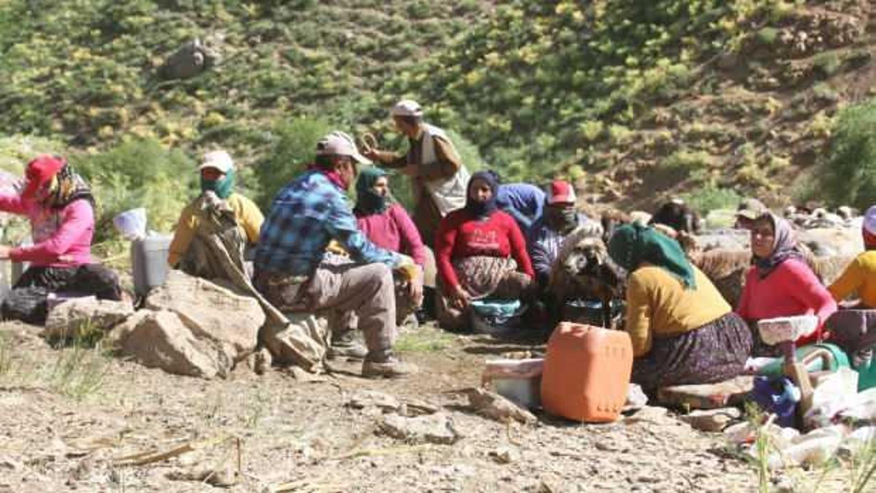 Şemdinli'de berivanların zorlu mesaisi