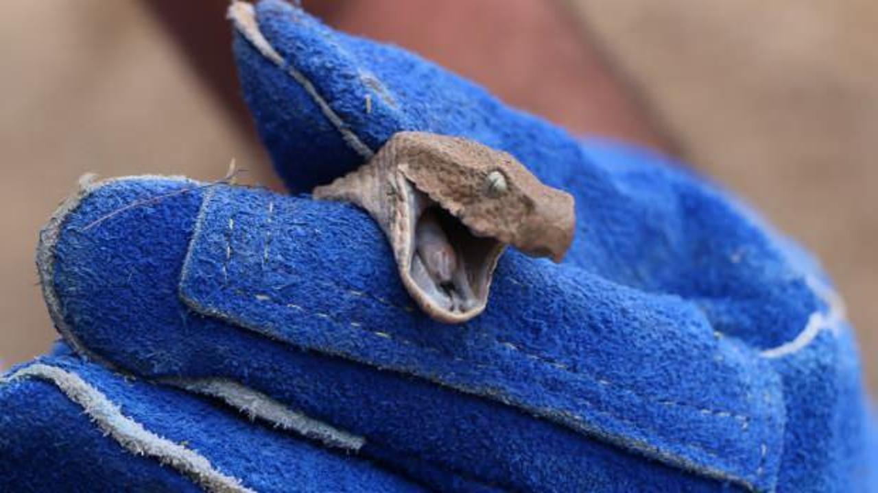 T&uuml;rkiye'de son g&uuml;nlerde sık&ccedil;a g&ouml;r&uuml;len yılanların nedenini