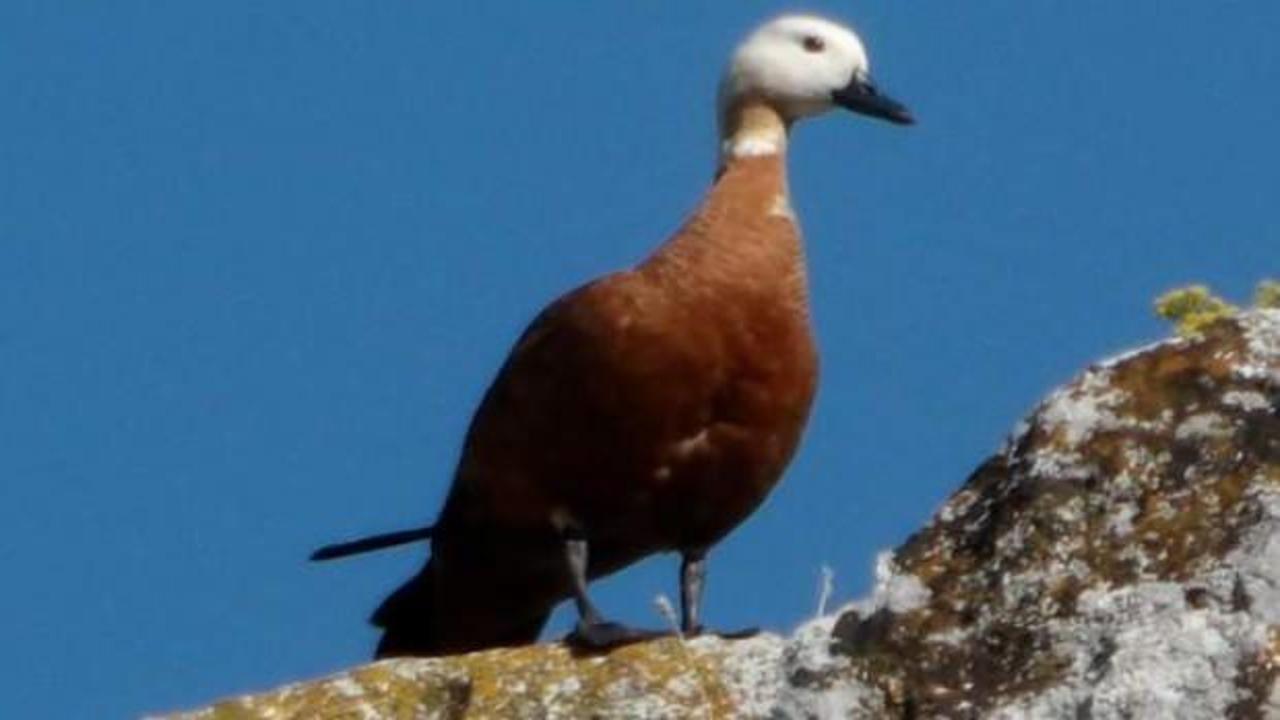 Bu kuş eşi &ouml;l&uuml;nce yas tutuyor