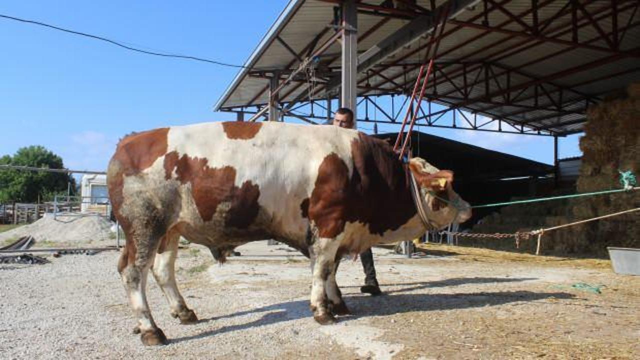 Bursa'nın 'Reis'i alıcısını bekliyor