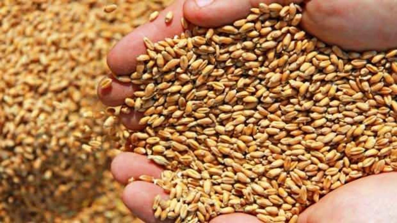 Ekmeklik buğday makarnanın kalitesini düşürüyor