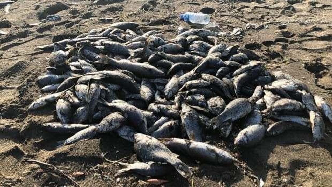 Sağanak sonrası sahile vuran balıkların ölüm nedeni belli oldu