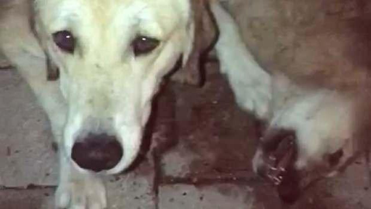 Yavrularından biri öldürülen anne köpeğin gözyaşları