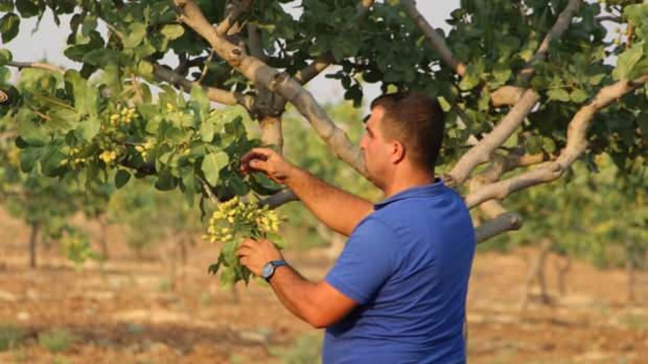 Devlet desteği alan çiftçi köydeki göçü durdurdu