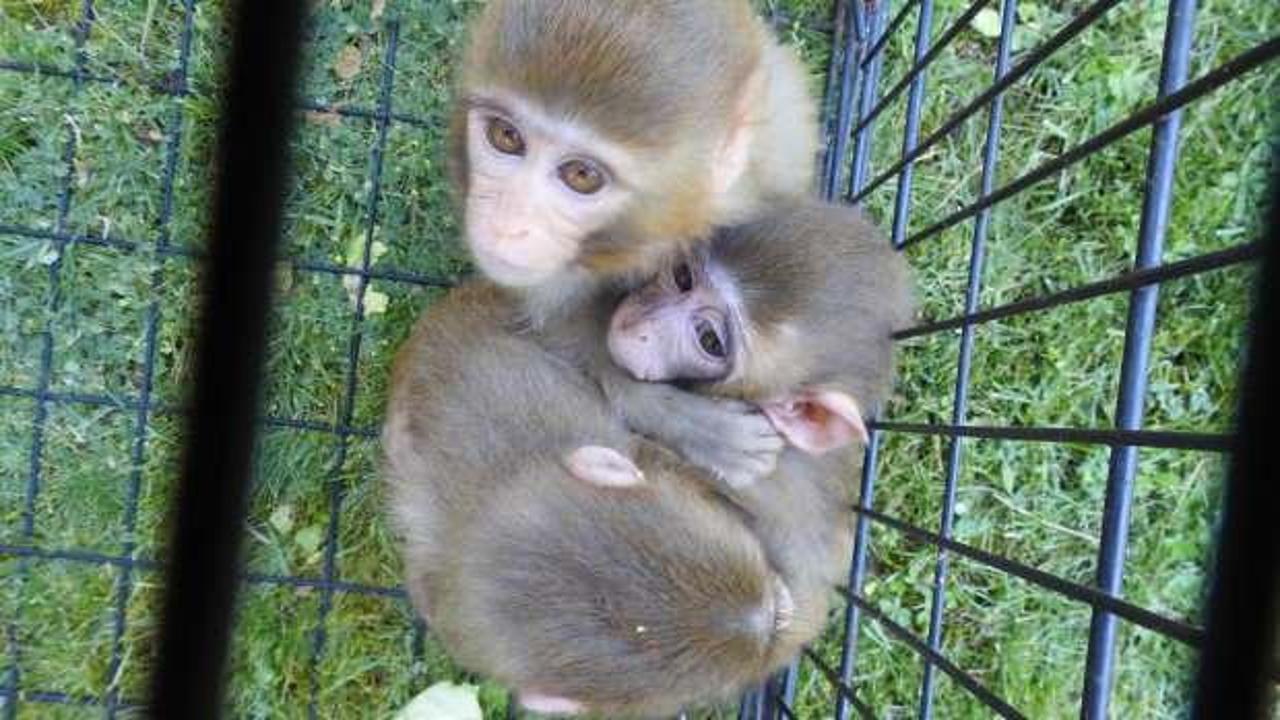  Down sendromlu yavru maymuna kardeşleri bakıyor