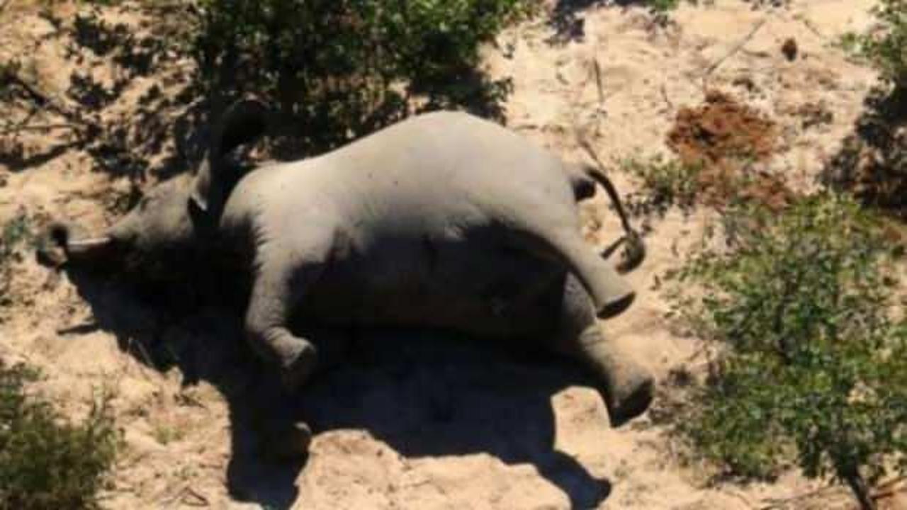 G&uuml;ney Afrika &uuml;lkesi Bostwana&rsquo;da ş&uuml;pheli fil &ouml;l&uuml;mleri