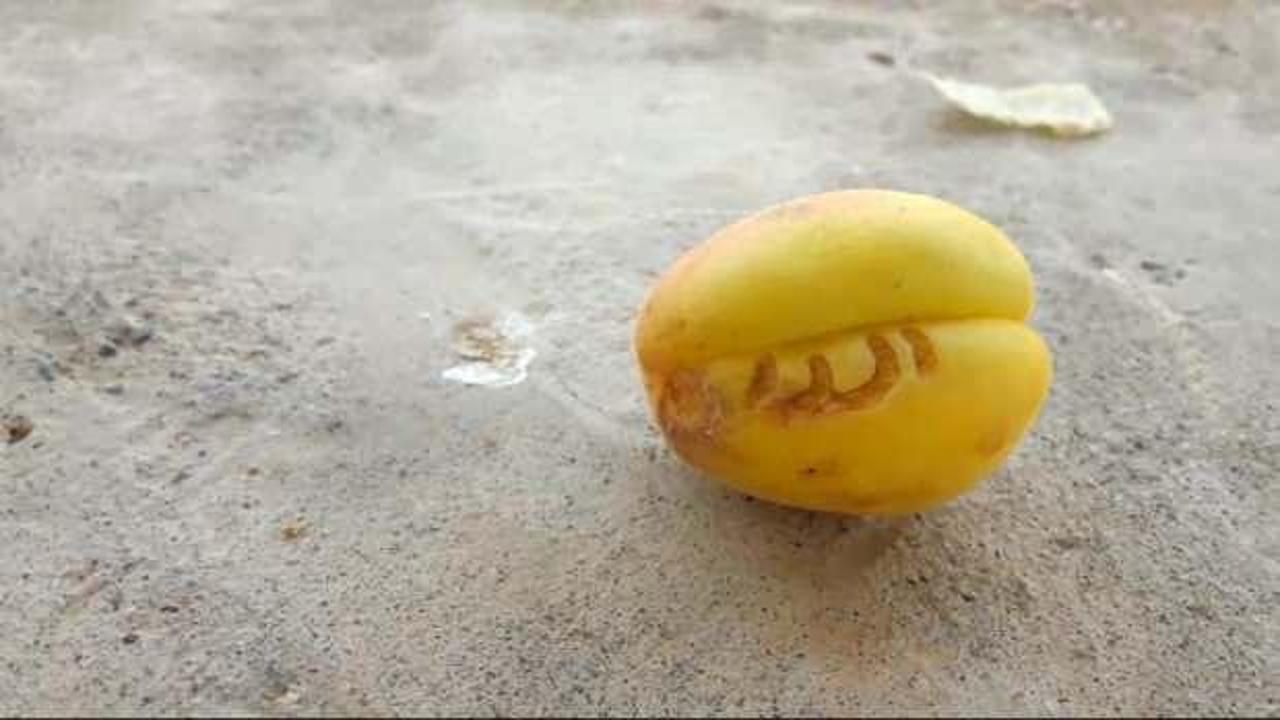 Kayısıda Arap&ccedil;a 'Allah' yazısı