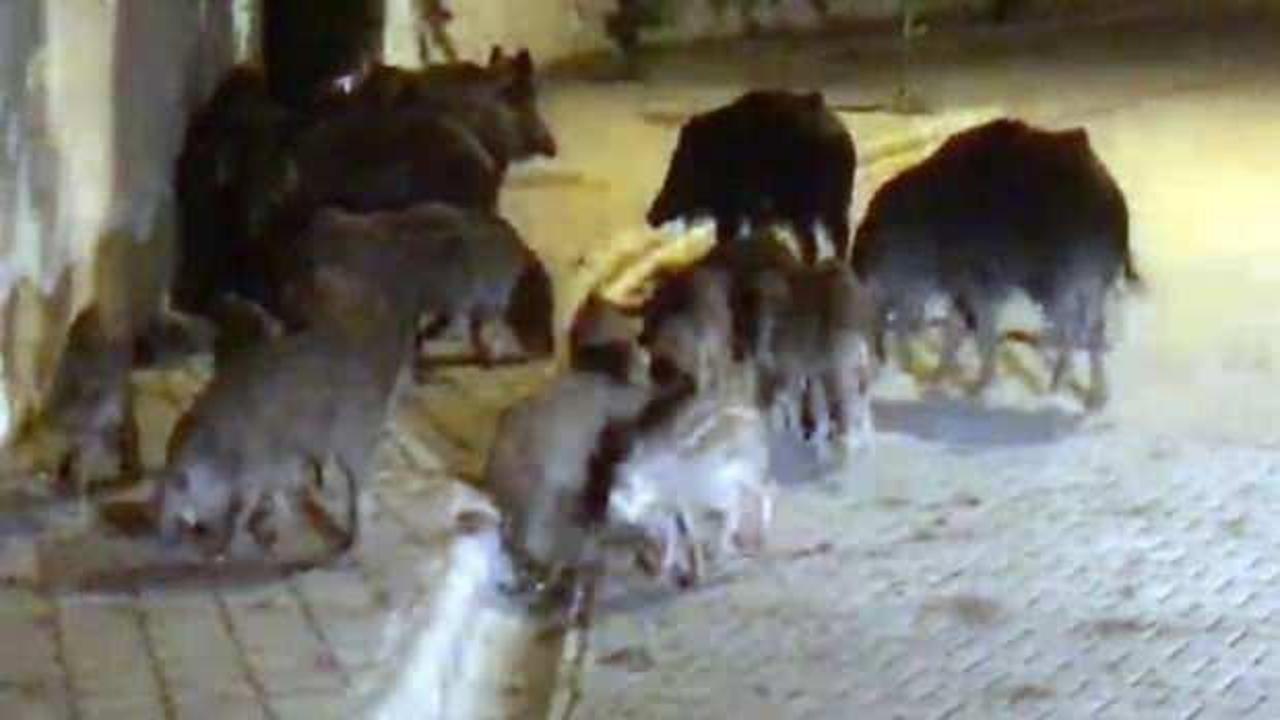 Marmaris'i domuz sürüsü bastı! Vatandaşlar tedirgin