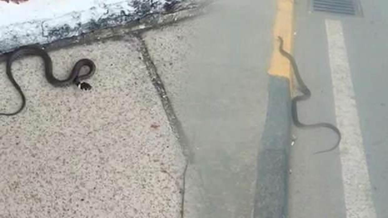 Trabzon'da yılan endişesi: Birçok yerde görüldü