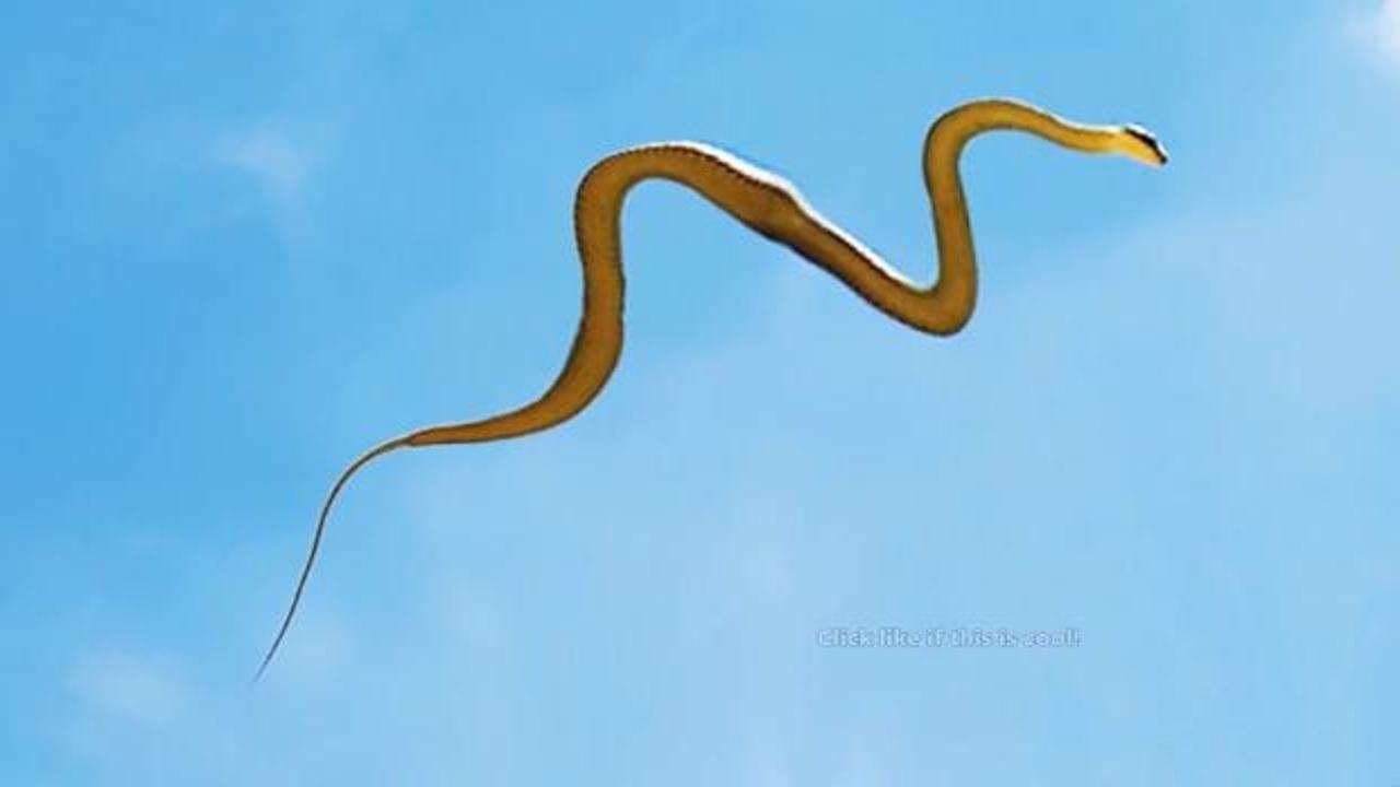 Uçan yılanların sırrı çözüldü
