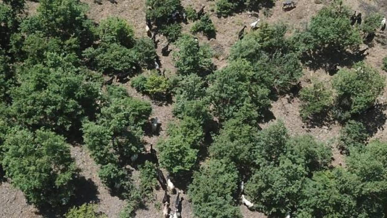 Uykuya dalınca kaybolan 93 keçisi 3 gün sonra bulundu