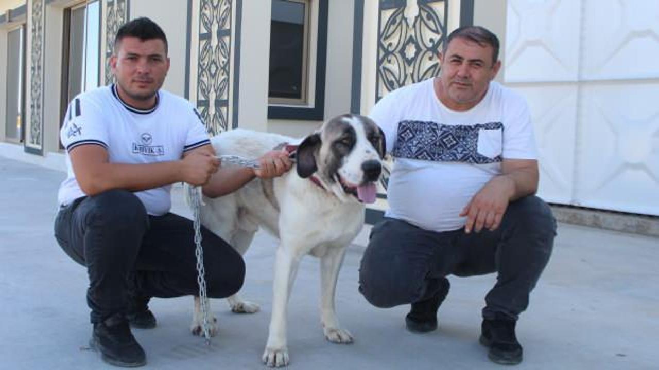 Yaralı k&ouml;peğe yardım etti, hayatının şokunu yaşadı