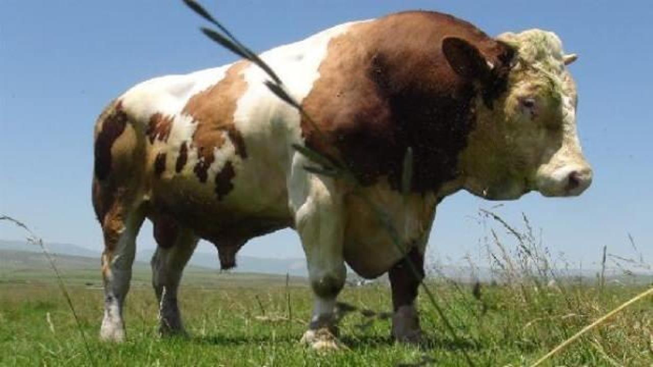 1.5 tonluk 'Paşa'yı, 45 bin liradan satışa &ccedil;ıkardı 