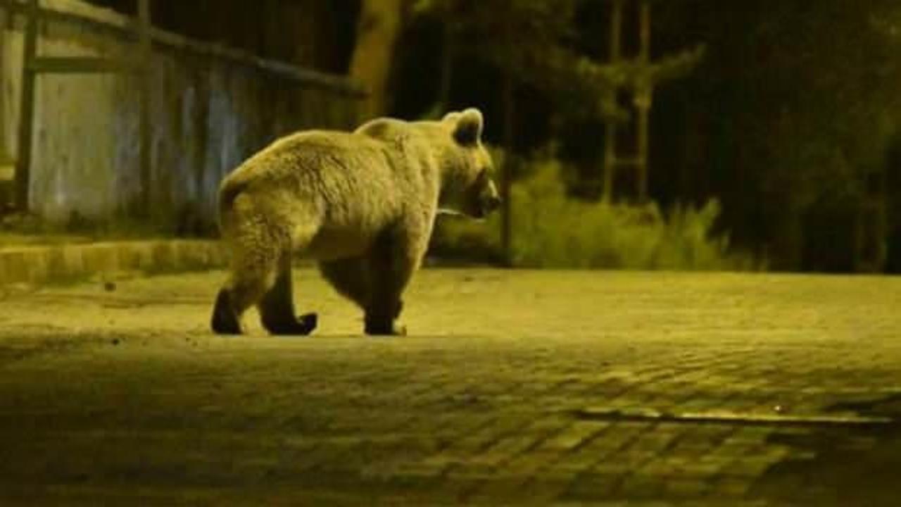 Aç kalan ayılar çöp konteynerinde yiyecek arıyor