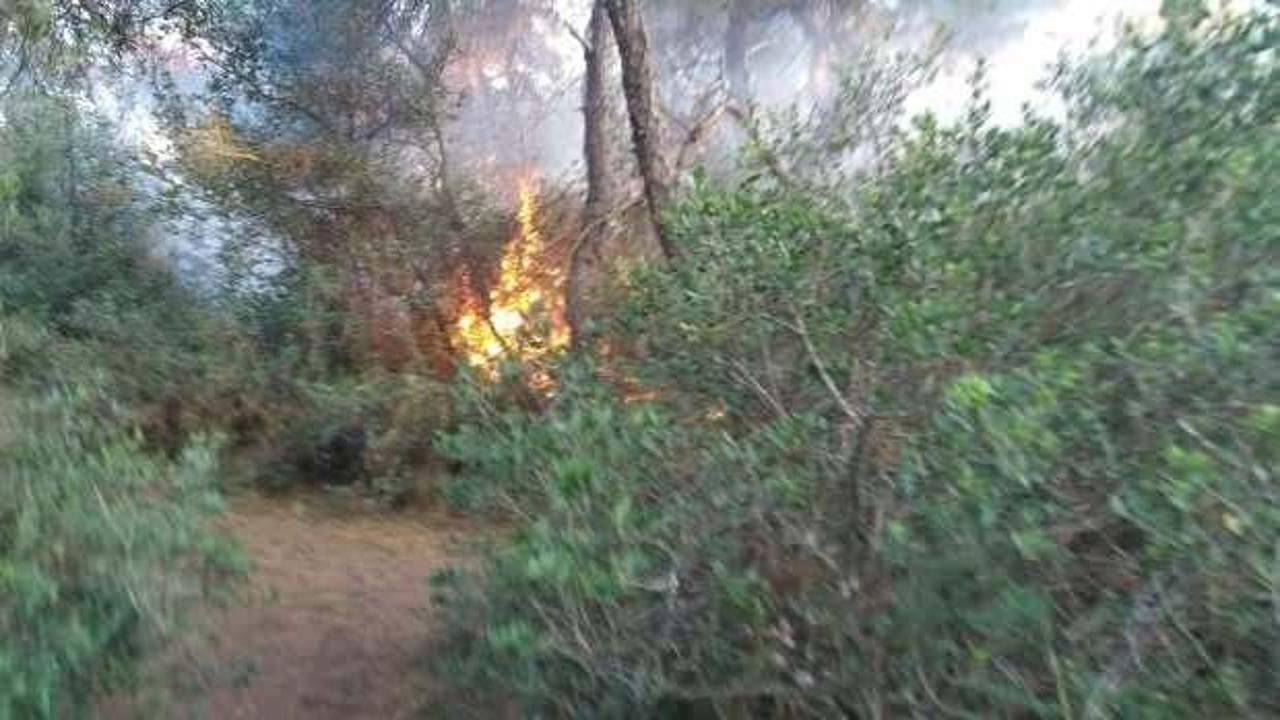 Büyükada'da orman yangını