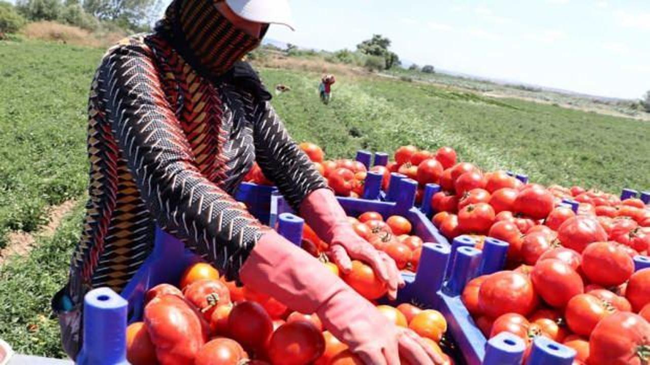 Çanakkale'de domates hasadı başladı