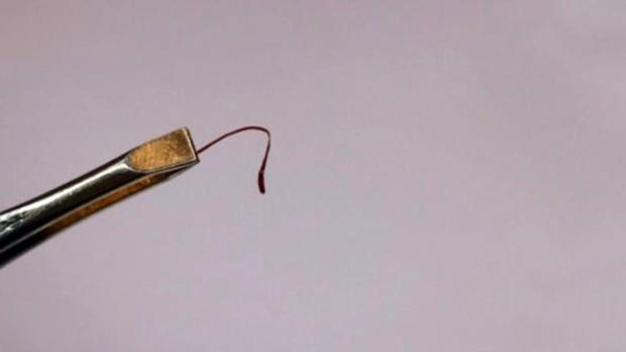 Cımbızla toplanıyor, kilosu 30 bin liradan satılıyor!