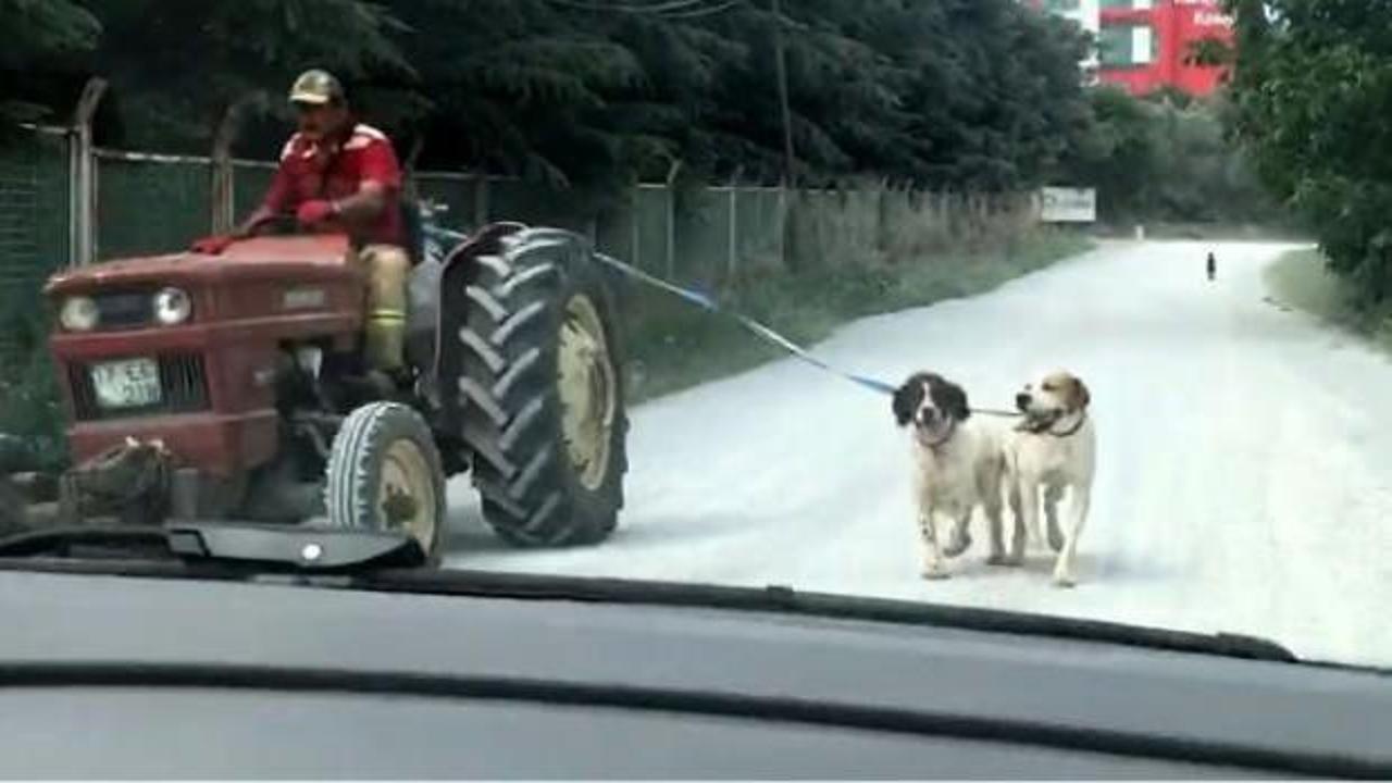 Köpekleri traktöre bağlayıp götürdü! Tepki yağdı